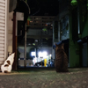 駅前猫さん　猫おばさんまだかなぁ