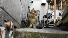 ごーじゃすさん