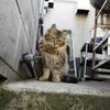 ごーじゃすさん