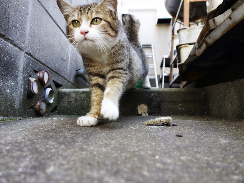 猫目線