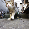 猫目線