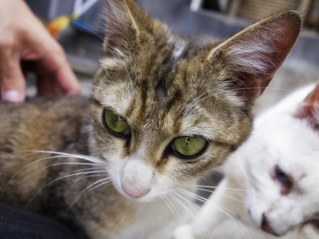 キリリと美猫さん　少し禿げる。。。