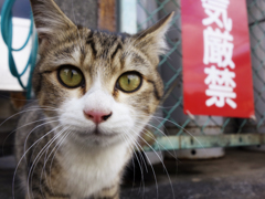 猫気厳禁
