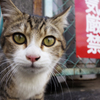 猫気厳禁