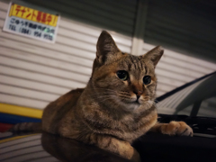 駅前猫さん　乗ってく？