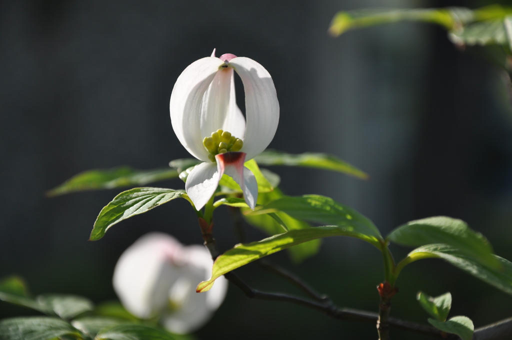 White　dream