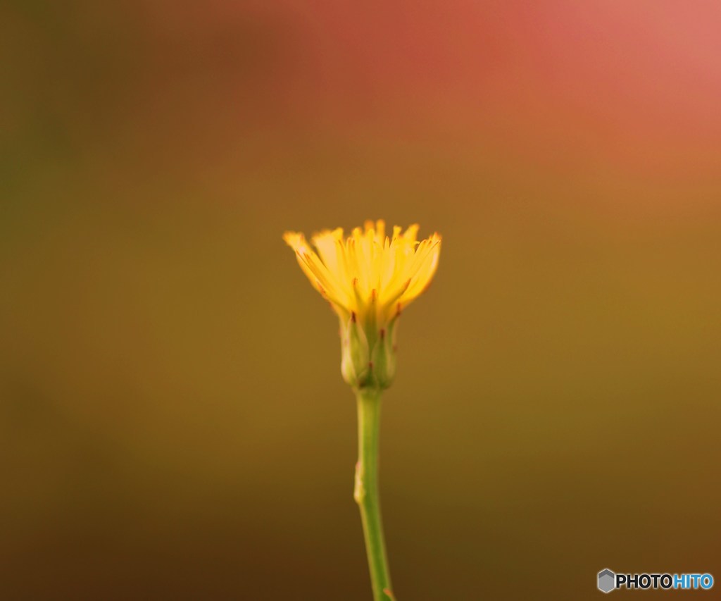 花灯り