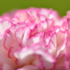 pink　frame