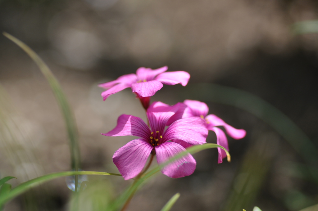 光の小花①