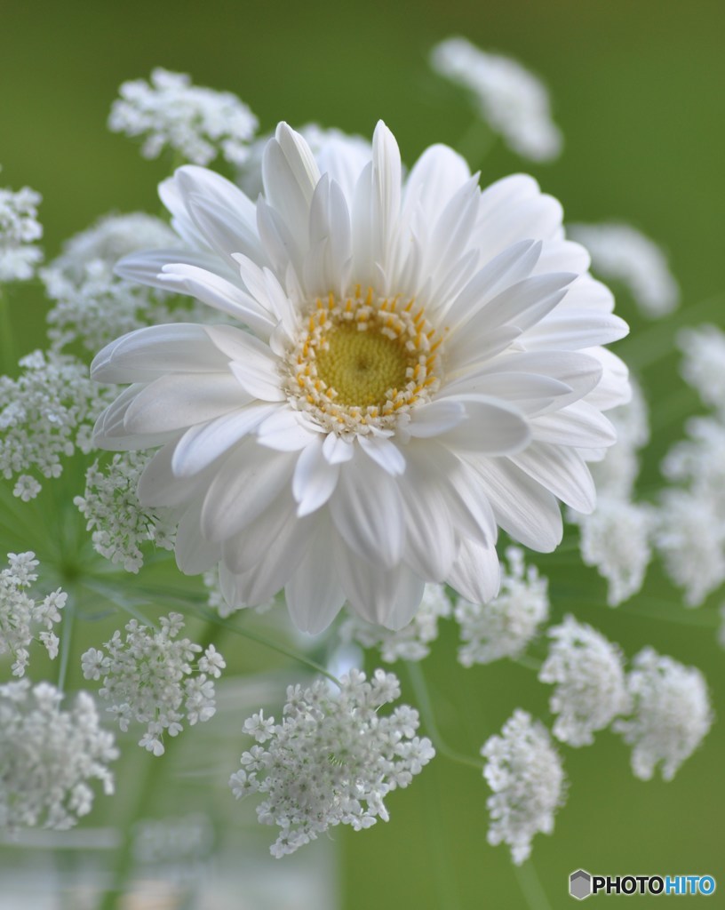 white　breath