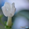 my　jasmine