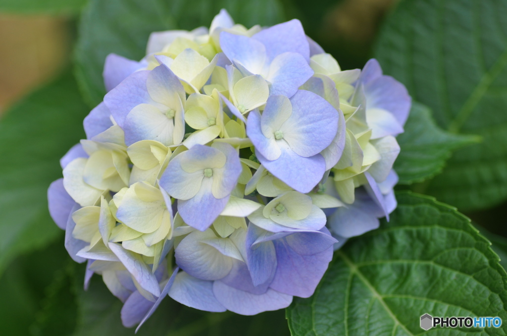 flower　prism