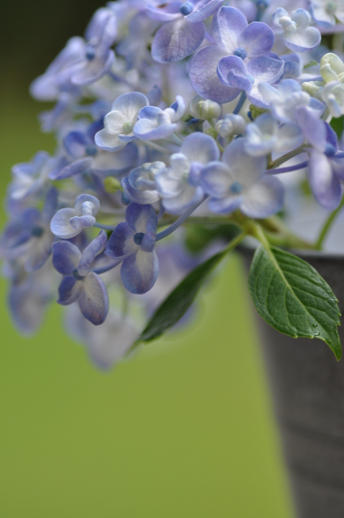 tin flowers