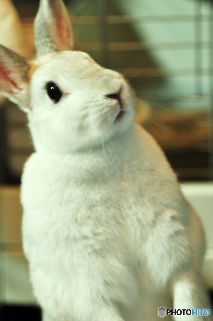 白ムーミン