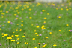 grass　light