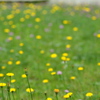 grass　light