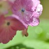 雨上がりの土曜日