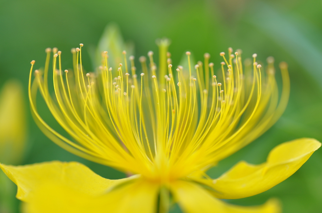 地上の花火