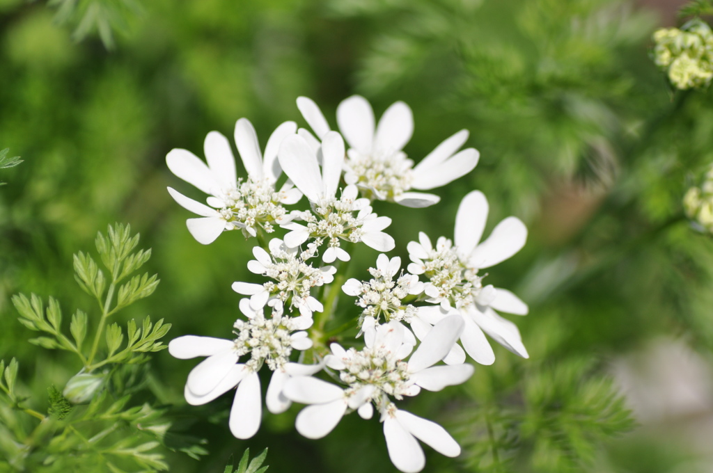 ハートの手のひら