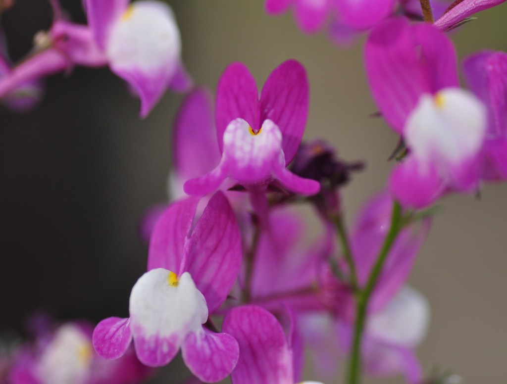 「ハート、お届けします」