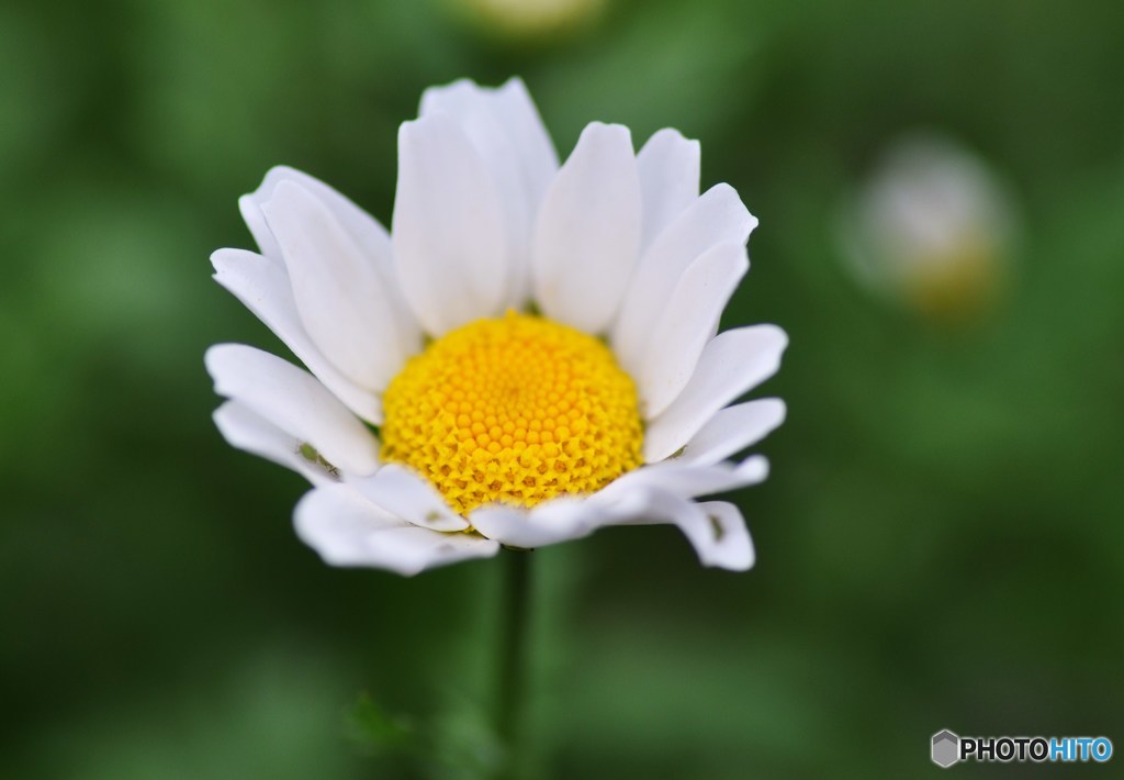 white　color