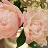 花と想い出と