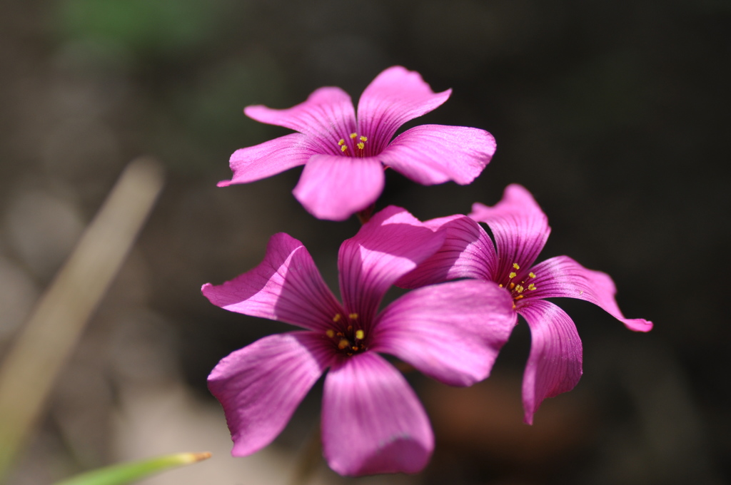 光の小花②