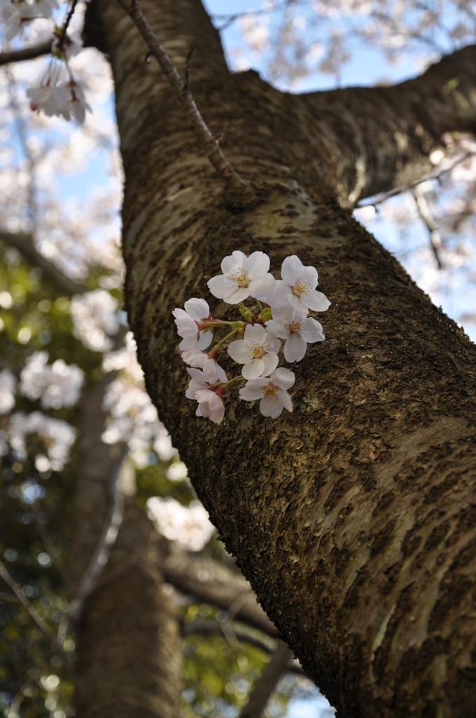 ひとひらの桜