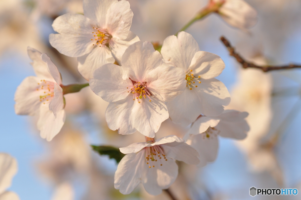 桜霞