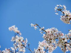 青桜