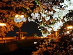 華やかに、儚く