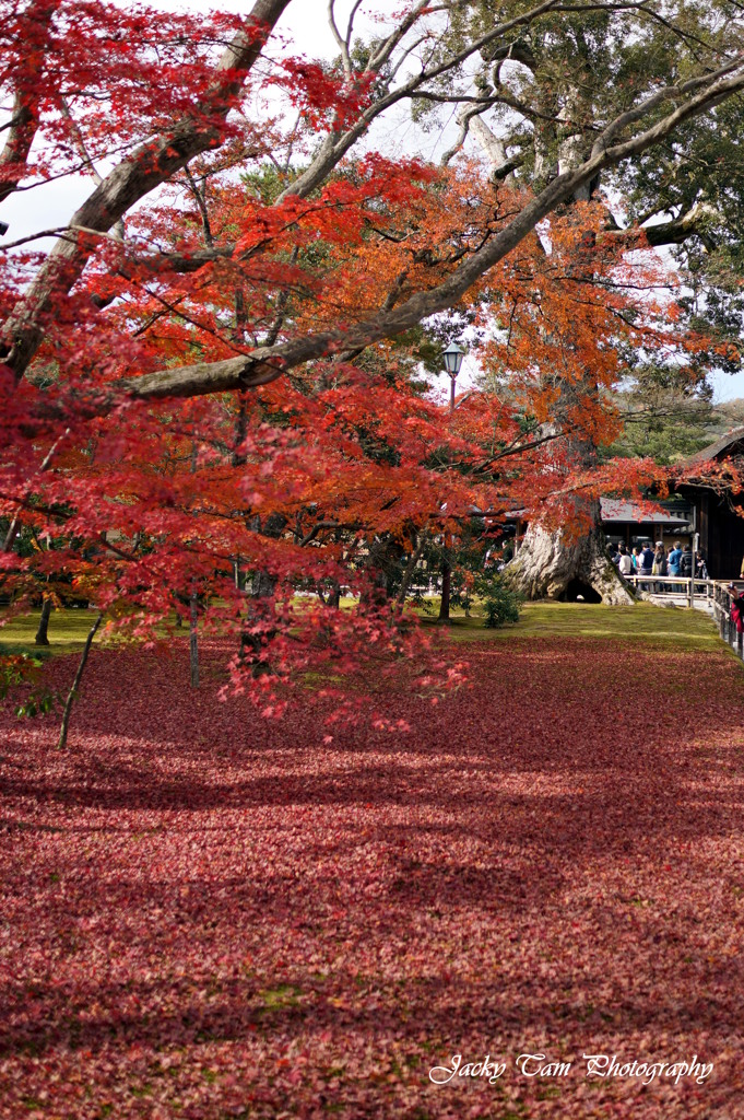 紅葉をカバー