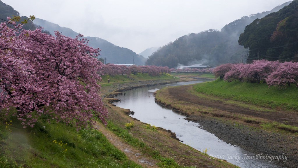 桜の色