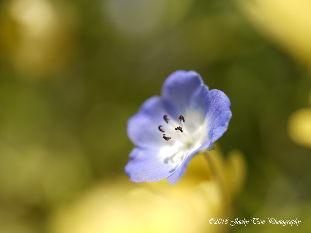 夢の花