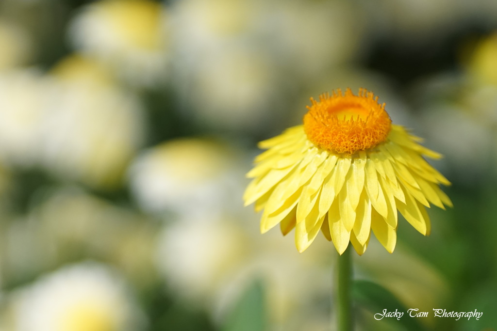 面白い花 By 新丁 Id 写真共有サイト Photohito