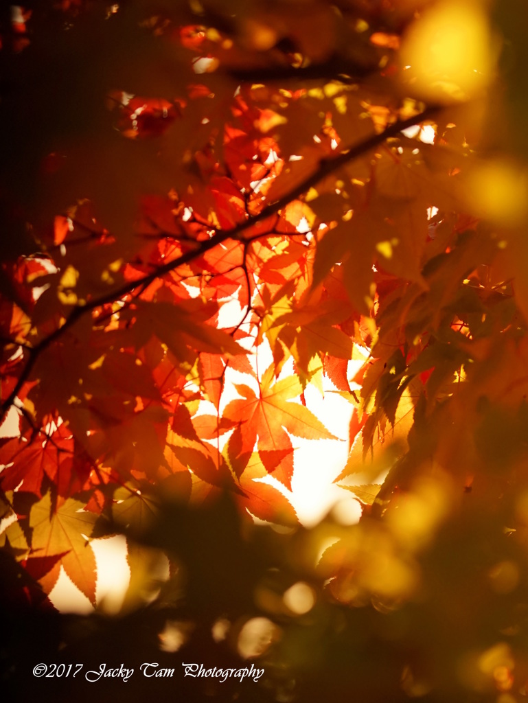紅葉のトンネル
