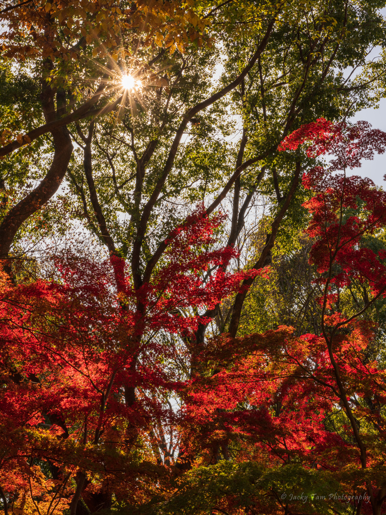 晩秋の紅葉狩り