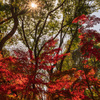 晩秋の紅葉狩り