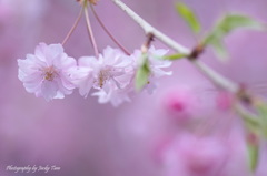 咲く桜