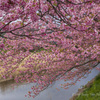 河津桜満開 2019