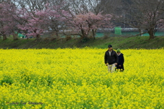 一緒に春を歩く