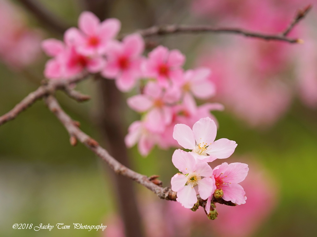 香港の桜