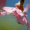 桜のUFO