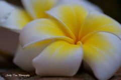 花の夢