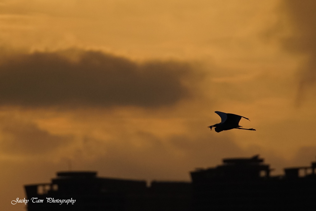 夕食