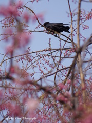 花見の鳥