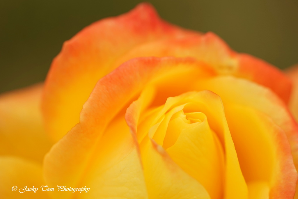 薔薇