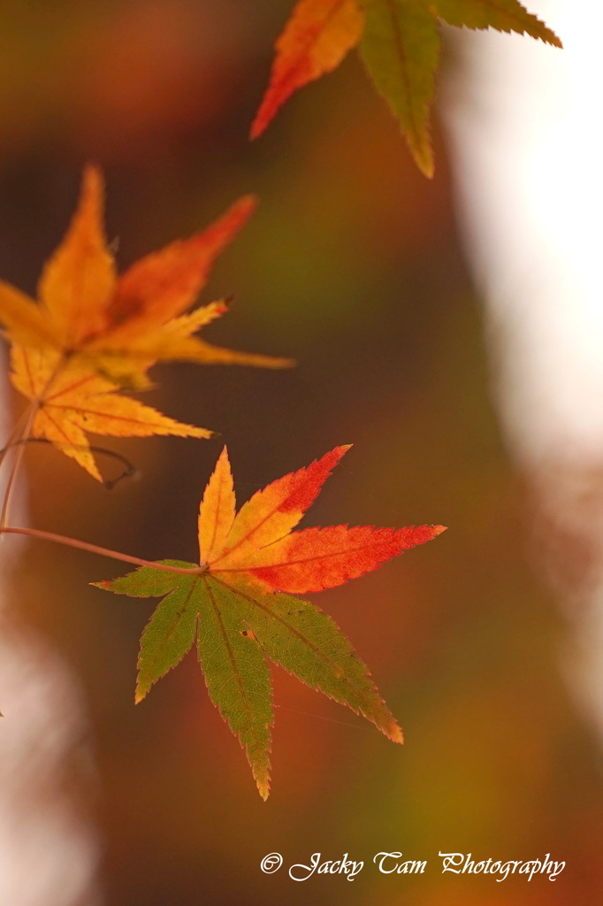 Three Color