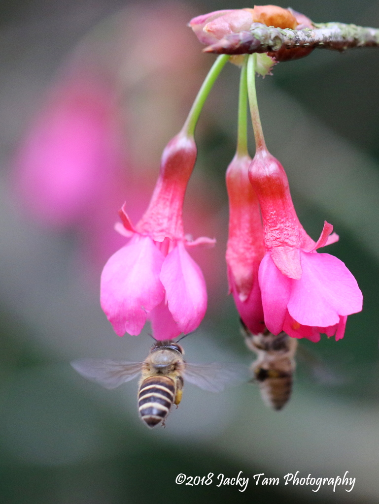 鏡の花と蜂