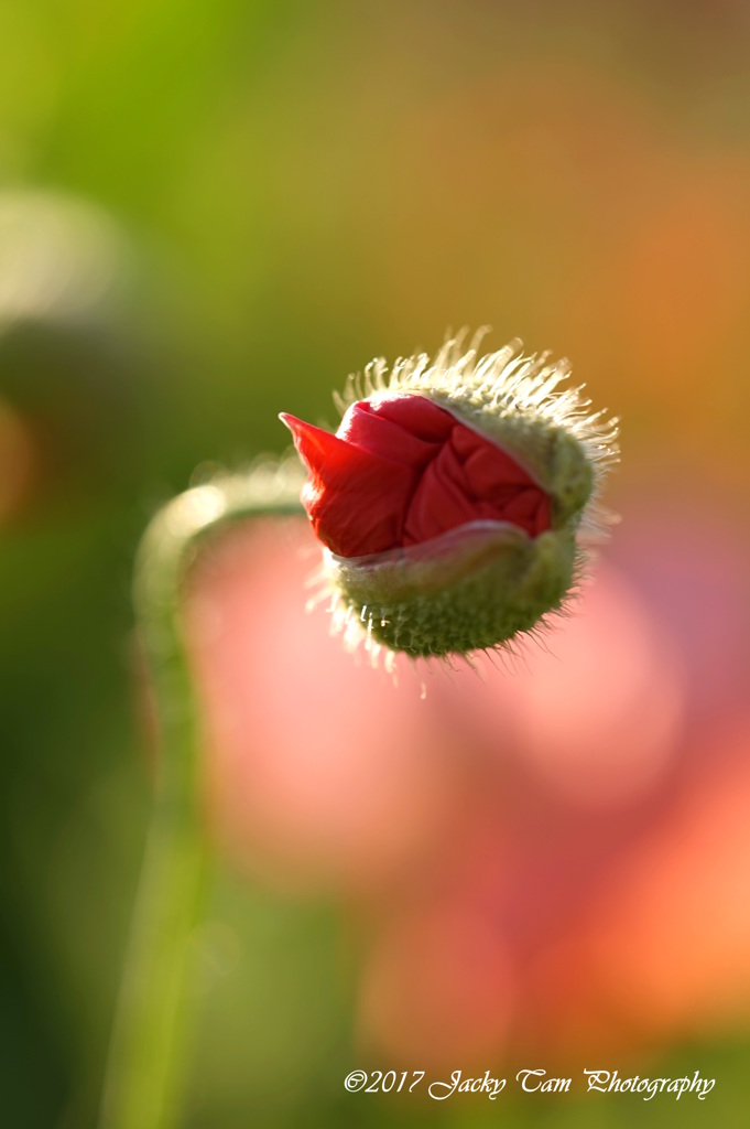 芽ぐむ